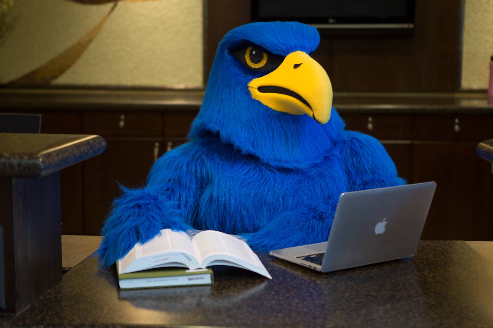 Freddie Falcon at desk with laptop